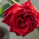 Roses and water drops  screen for extension Chrome web store in OffiDocs Chromium