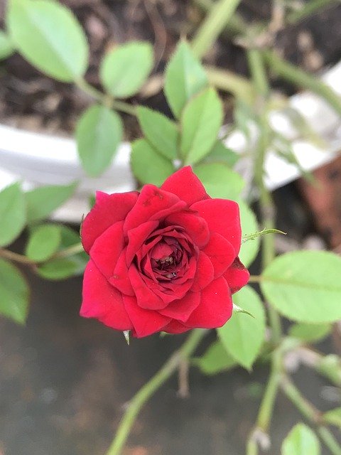 Gratis download Roses Beautiful Flowers Flower - gratis foto of afbeelding om te bewerken met GIMP online afbeeldingseditor