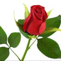 Free download Rose Server free photo or picture to be edited with GIMP online image editor
