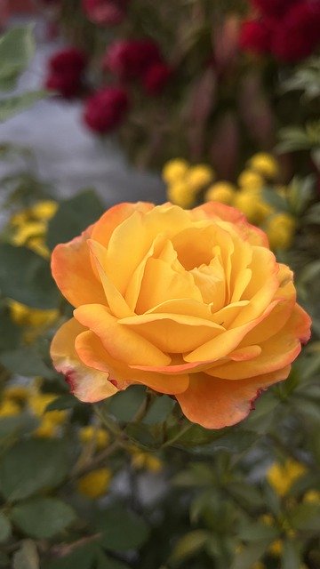 Free download roses flowers petals buds garden free picture to be edited with GIMP free online image editor