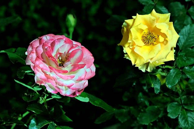 Scarica gratuitamente rose fiori piante sbocciano immagini gratuite di fiori da modificare con l'editor di immagini online gratuito GIMP
