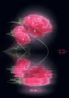ດາວໂຫຼດຟຣີ roseshining ຮູບພາບຫຼືຮູບພາບເພື່ອແກ້ໄຂດ້ວຍຕົວແກ້ໄຂຮູບພາບອອນໄລນ໌ GIMP