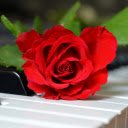 Roses on the keyboard  screen for extension Chrome web store in OffiDocs Chromium