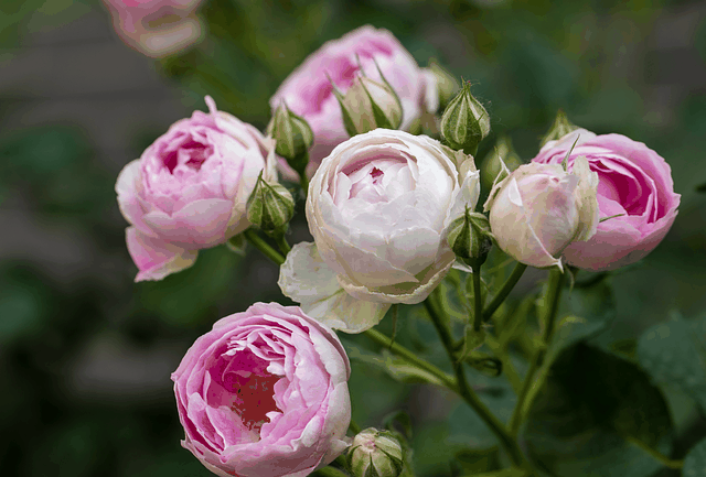 Gratis download rozen roze rozen roze bloemen gratis foto om te bewerken met GIMP gratis online afbeeldingseditor
