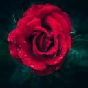 ROSE THEME  screen for extension Chrome web store in OffiDocs Chromium