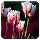 Tela Rose Tulips para extensão da loja virtual do Chrome no OffiDocs Chromium