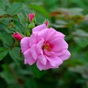 Rose Wallpaper  screen for extension Chrome web store in OffiDocs Chromium
