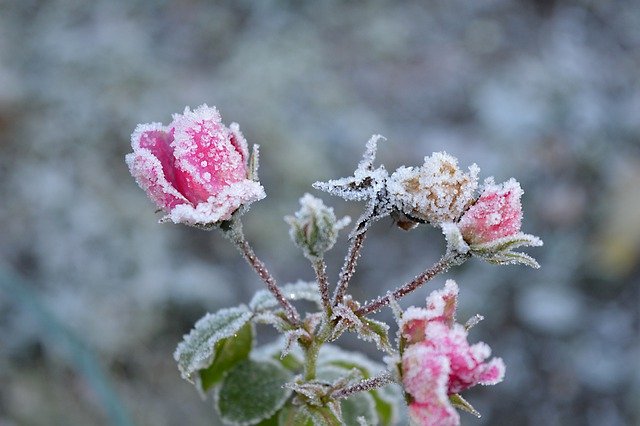 Scarica gratis l'immagine gratis del gelo invernale della rosa che può essere modificata con l'editor di immagini online gratuito di GIMP