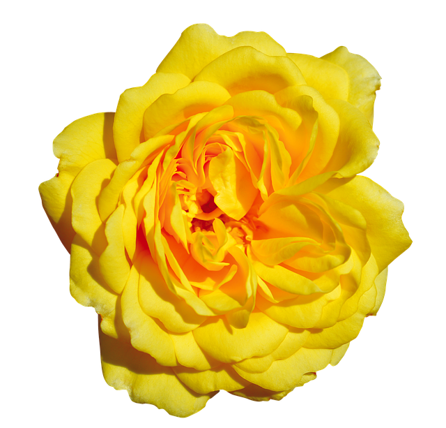 Free download Rose Yellow Free -  free photo or picture to be edited with GIMP online image editor