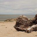 Rotten tree stump on the sea  screen for extension Chrome web store in OffiDocs Chromium