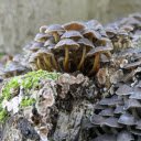 Rotten wood and fungus  screen for extension Chrome web store in OffiDocs Chromium Rotten wood and fungus  screen for extension Chrome web store in OffiDocs Chromium