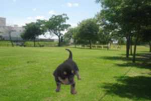 Free download rottweiler free photo or picture to be edited with GIMP online image editor