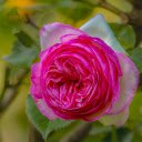 Round bouquet of petals  screen for extension Chrome web store in OffiDocs Chromium