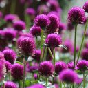 Round daisies  screen for extension Chrome web store in OffiDocs Chromium