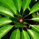 Round foliage  screen for extension Chrome web store in OffiDocs Chromium