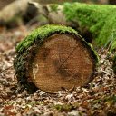 Round logs and green moss  screen for extension Chrome web store in OffiDocs Chromium
