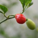 Round red pepper  screen for extension Chrome web store in OffiDocs Chromium