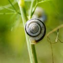Round spiral snail  screen for extension Chrome web store in OffiDocs Chromium