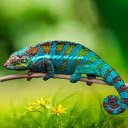Round tailed chameleon  screen for extension Chrome web store in OffiDocs Chromium