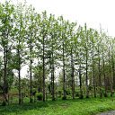 Row of trees  screen for extension Chrome web store in OffiDocs Chromium