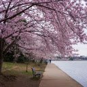 Row of trees by the lake  screen for extension Chrome web store in OffiDocs Chromium