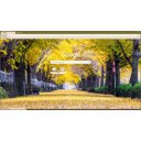 row of yellow ginkgo trees in Asan  screen for extension Chrome web store in OffiDocs Chromium