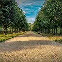 Rows of green trees  screen for extension Chrome web store in OffiDocs Chromium