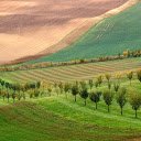 Rows of trees around the hills  screen for extension Chrome web store in OffiDocs Chromium