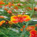 Royal poinciana wallpaper  screen for extension Chrome web store in OffiDocs Chromium