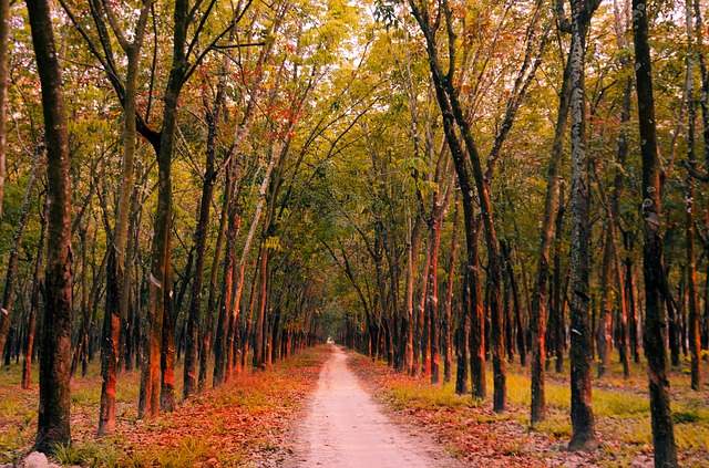 Free download rubber road sunny pm nature free picture to be edited with GIMP free online image editor