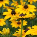 RUDBEKIA Theme  screen for extension Chrome web store in OffiDocs Chromium