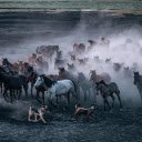 Running Herd of Horses and Two Dogs  screen for extension Chrome web store in OffiDocs Chromium