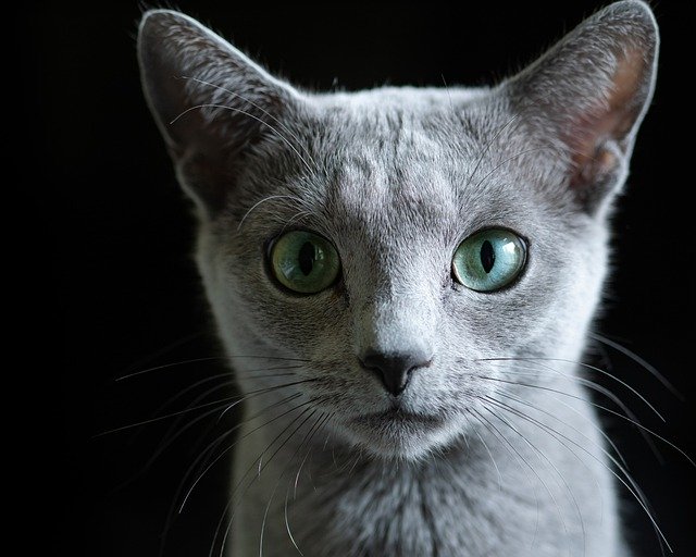 Free download russian blue cat pet animal free picture to be edited with GIMP free online image editor