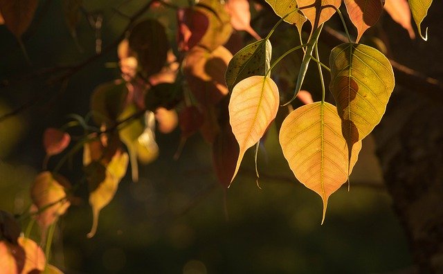 Free download sacred fig bo tree leaves foliage free picture to be edited with GIMP free online image editor