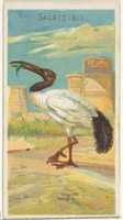 Free download Sacred Ibis, from the Birds of the Tropics series (N5) for Allen & Ginter Cigarettes Brands free photo or picture to be edited with GIMP online image editor