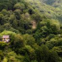 Sacred temple in deep forest  screen for extension Chrome web store in OffiDocs Chromium