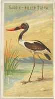 Free download Saddle-Billed Stork, from the Birds of the Tropics series (N5) for Allen & Ginter Cigarettes Brands free photo or picture to be edited with GIMP online image editor