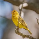 SAFFRON BIRD THEME  screen for extension Chrome web store in OffiDocs Chromium