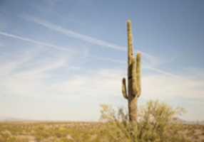 Free download Saguaro Cactus - Sonoran Desert - Near Pheonix, Arizona USA free photo or picture to be edited with GIMP online image editor