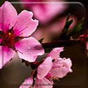 Sakura  screen for extension Chrome web store in OffiDocs Chromium