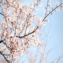 Sakura 2k  screen for extension Chrome web store in OffiDocs Chromium