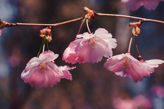 Free download sakura bloom flower nature flora free picture to be edited with GIMP free online image editor