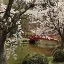 Sakura Blossoms  screen for extension Chrome web store in OffiDocs Chromium