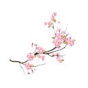 Sakura Harmony  screen for extension Chrome web store in OffiDocs Chromium