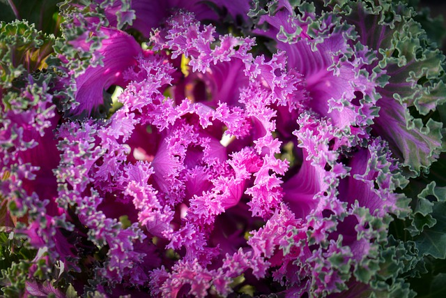 Free download salad salad plant ziersalat free picture to be edited with GIMP free online image editor