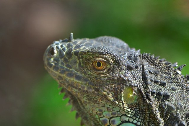 Baixe gratuitamente a imagem gratuita do animal iguana verde salamandra para ser editada com o editor de imagens on-line gratuito do GIMP