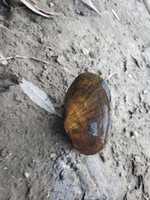 বিনামূল্যে ডাউনলোড করুন Salmon Hole, Winooski River, Burlington, VT Mussel Michael Kerr বিনামূল্যের ছবি বা ছবি GIMP অনলাইন ইমেজ এডিটর দিয়ে সম্পাদনা করতে হবে