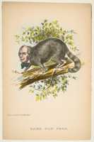 Free download Same Old Coon (Henry Clay), from The Comic Natural History of the Human Race free photo or picture to be edited with GIMP online image editor