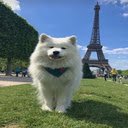 Samoyed dog wallpaper  screen for extension Chrome web store in OffiDocs Chromium
