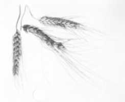 Free download Samples of wheat heads free photo or picture to be edited with GIMP online image editor